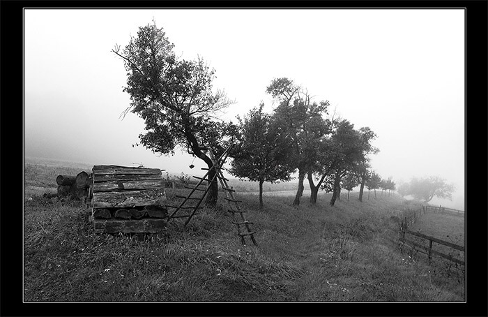 švestková
