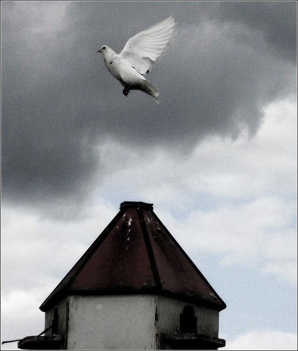 Holubovka II.