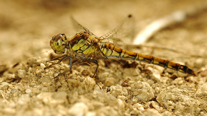 Přistání na poušti