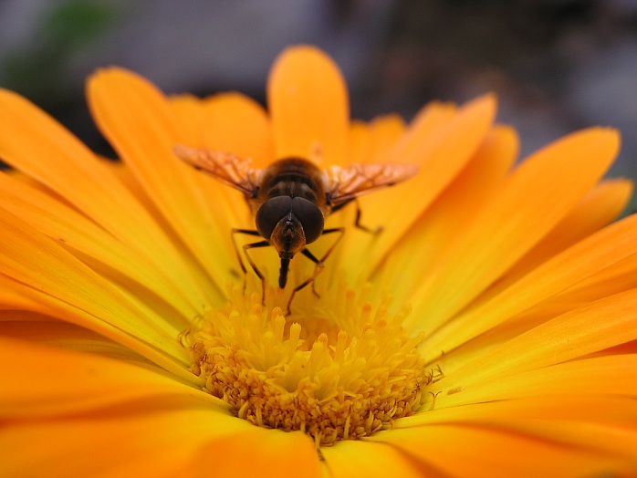 Bzzzz :-)