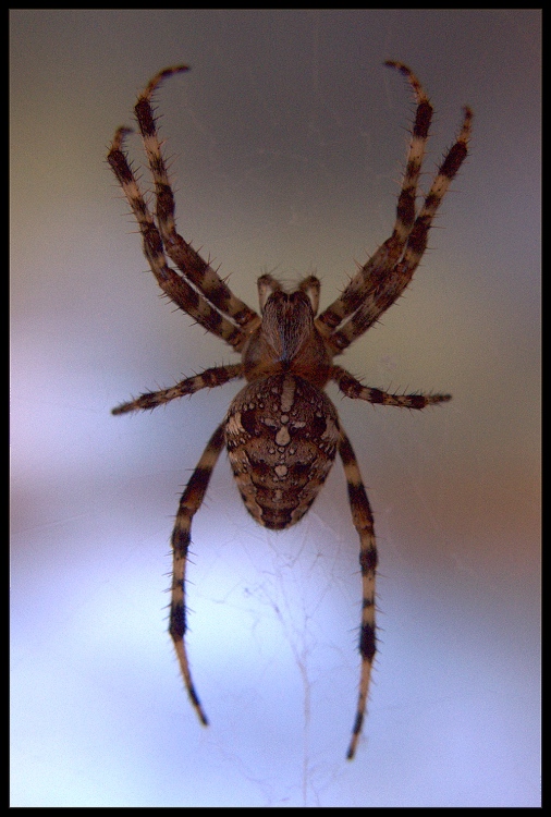 Pavúk metalista. :-)