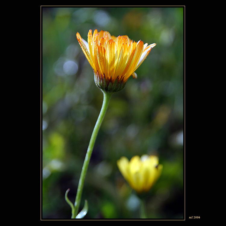 Calendula officinalis