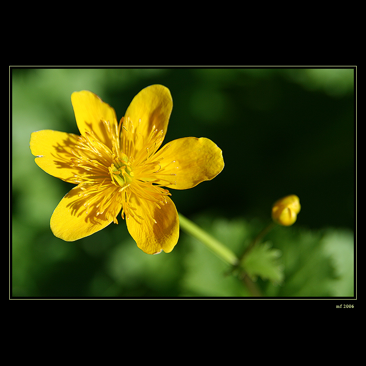Caltha palustris