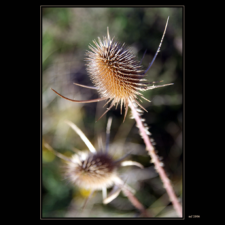 Thorny