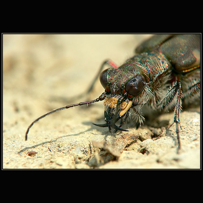 Cicindela hybrida 2