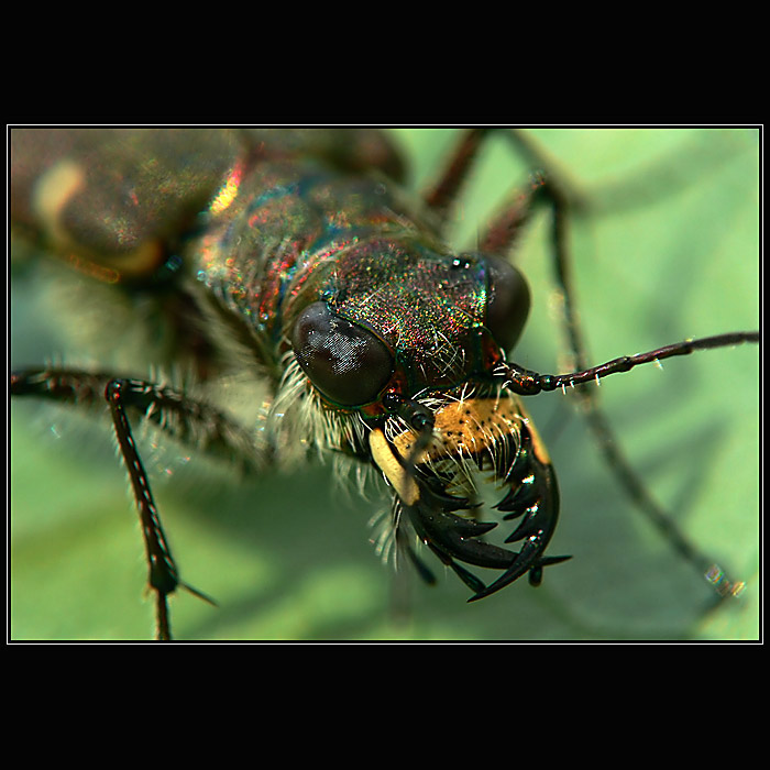 Cicindela hybrida 3