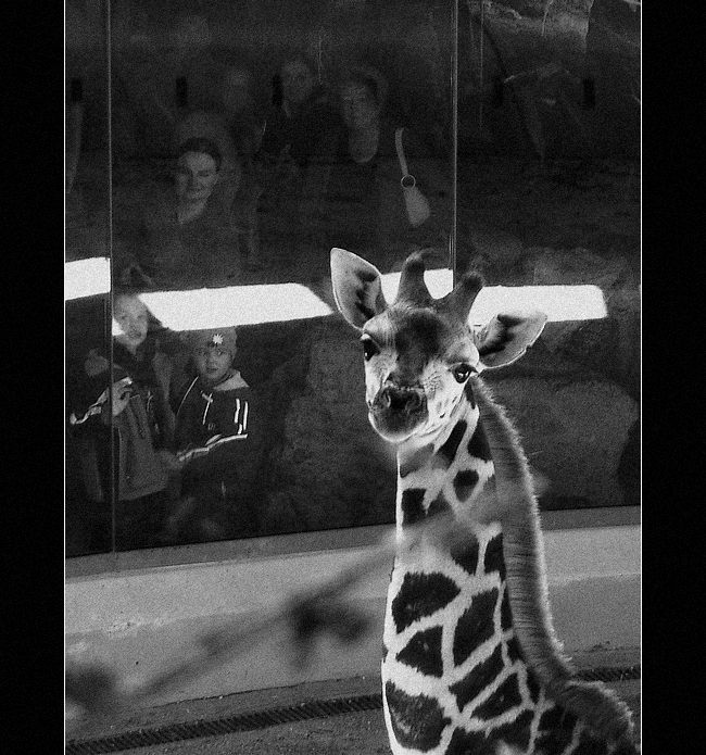 Lidská zoo