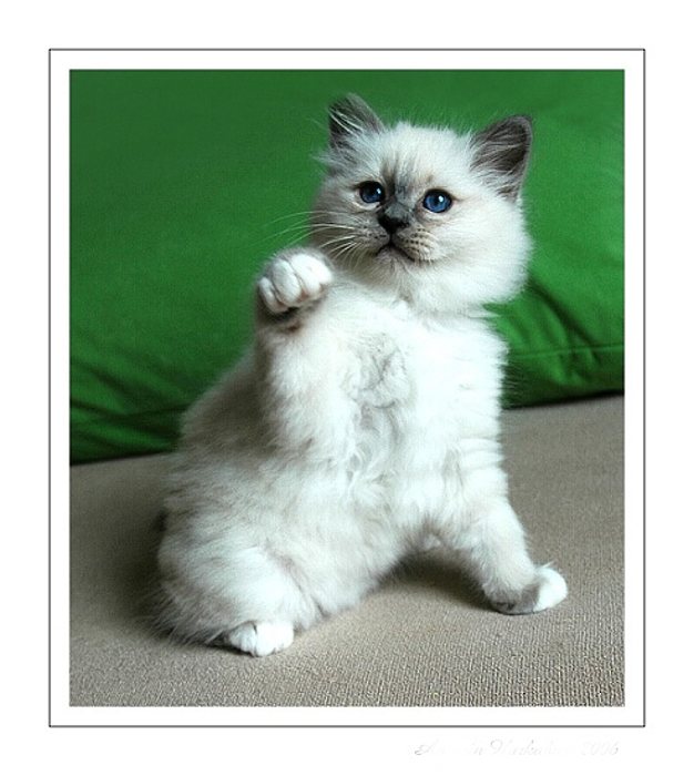 Oliver z Vanderlindu