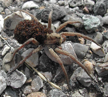 Spider Mother