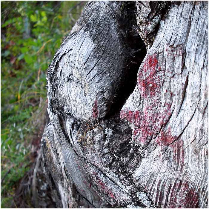 Milenci v pařezu II