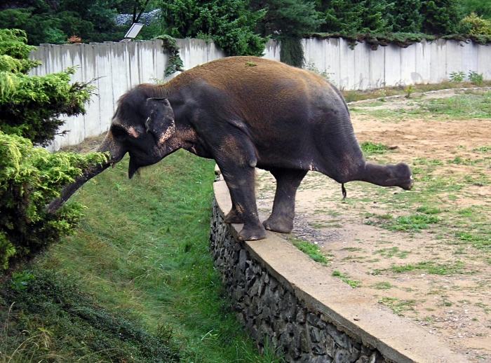 Slon nebo \"holubička\"