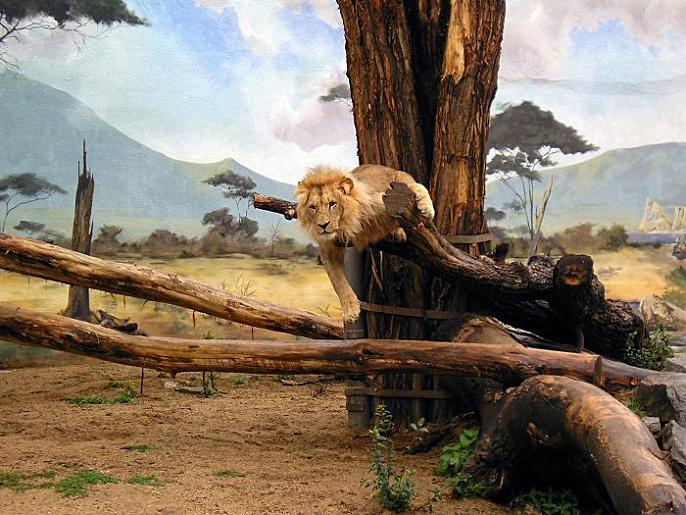 Král Lion