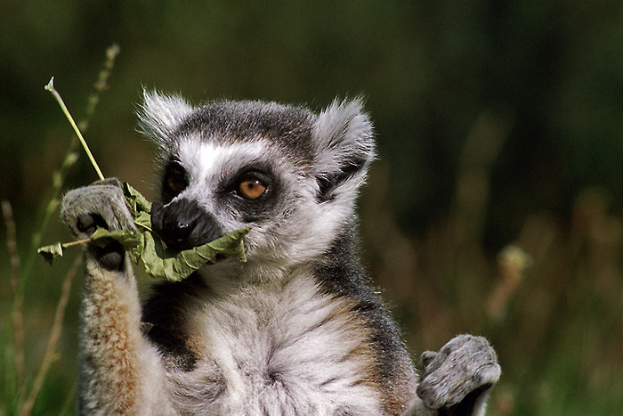 lemur mávající svačící
