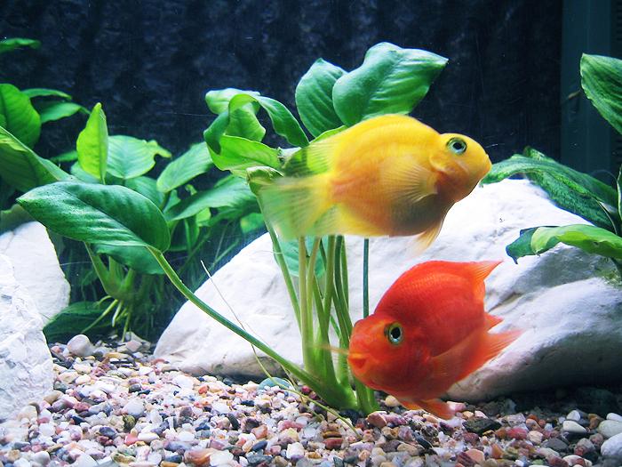 \'\'Happy fish\'\'
