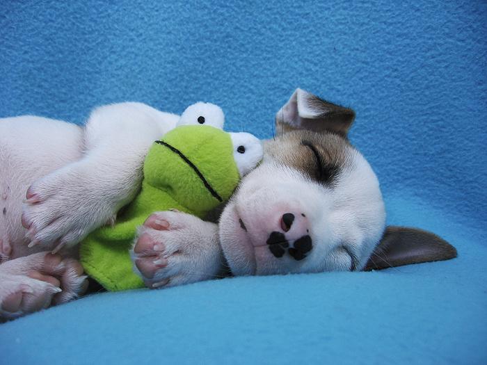 \'\'Sweet dream\'\'