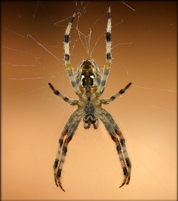 Odvážny akrobat...