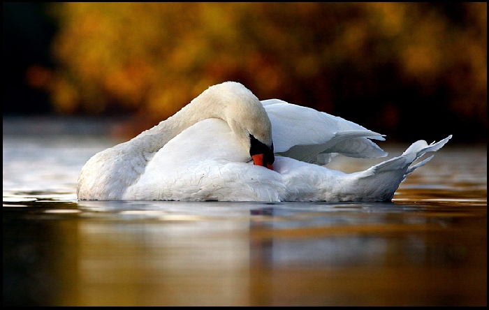 Zasnena v jesennych farbach