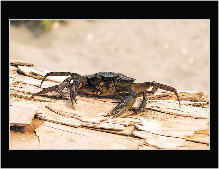 krab