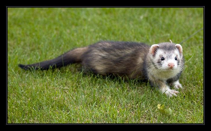 Ferret