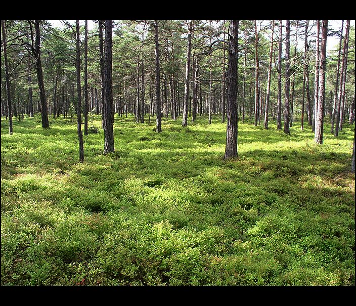 Švédsko - ostrov Sandhamn (3)