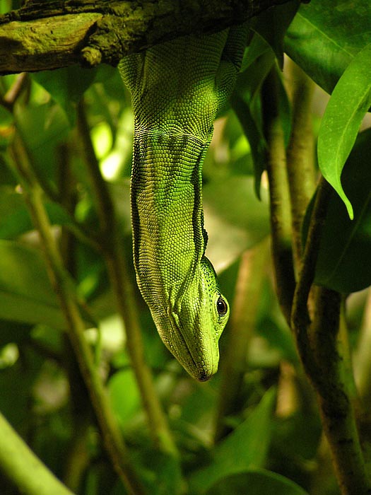 Varanus prasinus - na číhané, hlavně nenápadně rovná se úspěšně