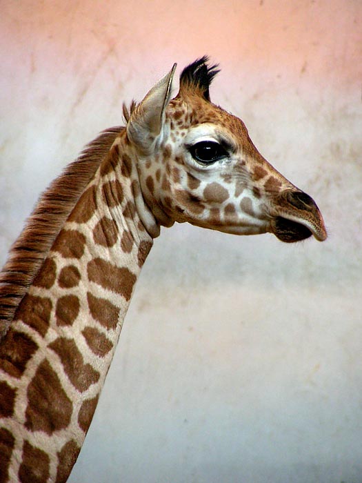 Portrait - giraffe baby