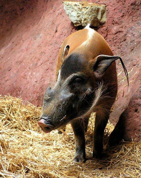Štětkoun - kdo si myslí, že prase je nudné, je chudák a měl by jít do zoo.