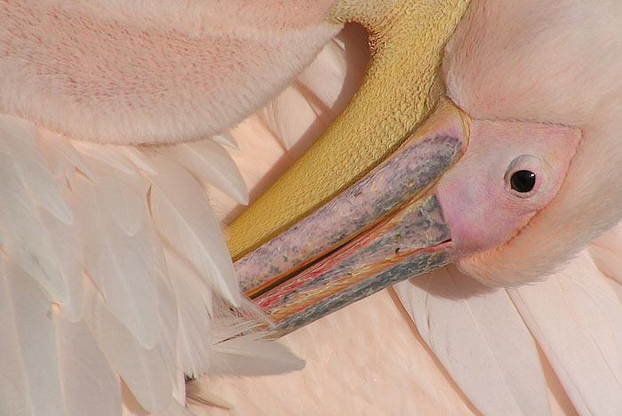 Pelecanus onocrotalus - polední očista