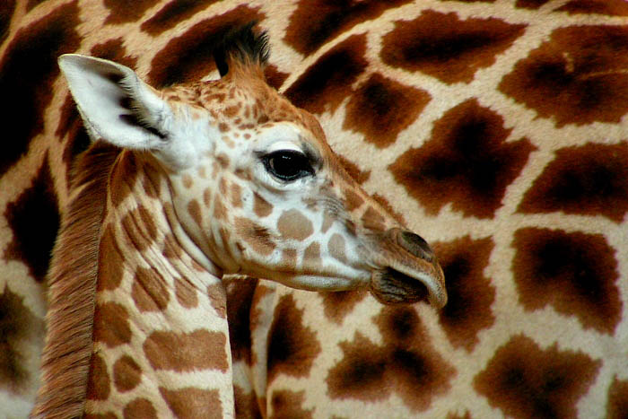 Schovka v zoo :o)