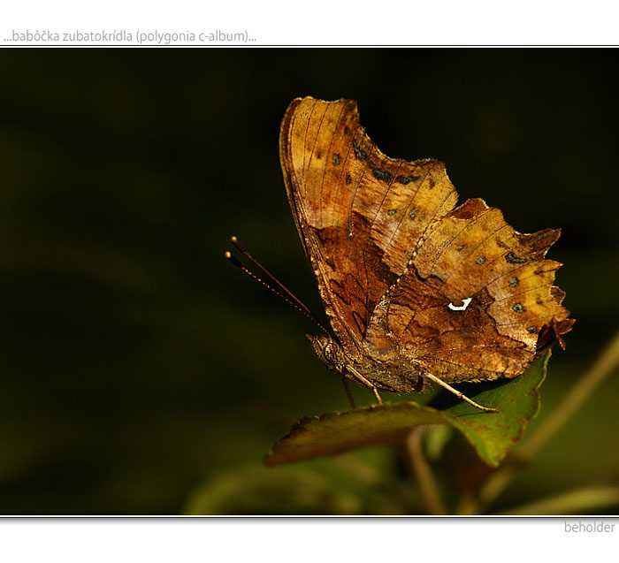 ...babôčka zubatokrídla...