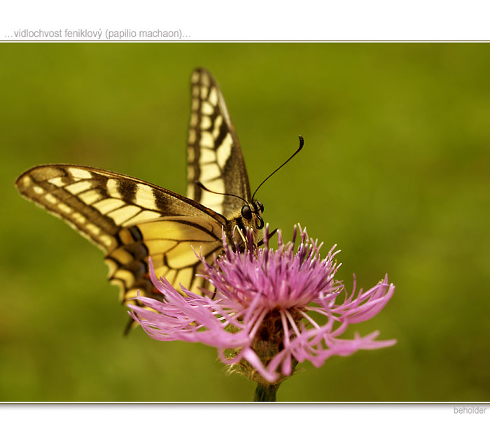 ...vidlochvost feniklový...