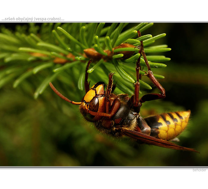 ...sršeň obyčajný...
