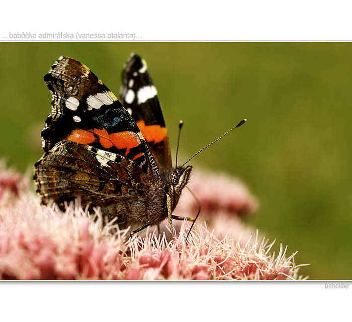 ...babôčka admirálska...