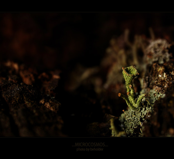 ...microcosmos...