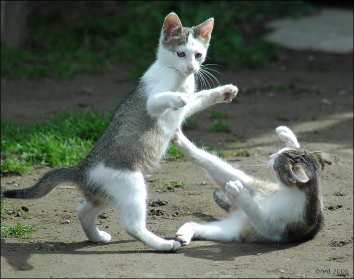 Mačacie Karate