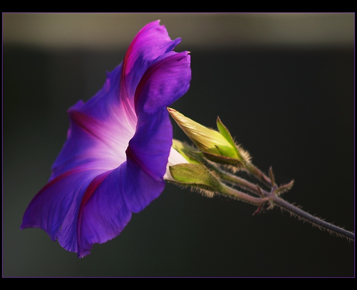 New life