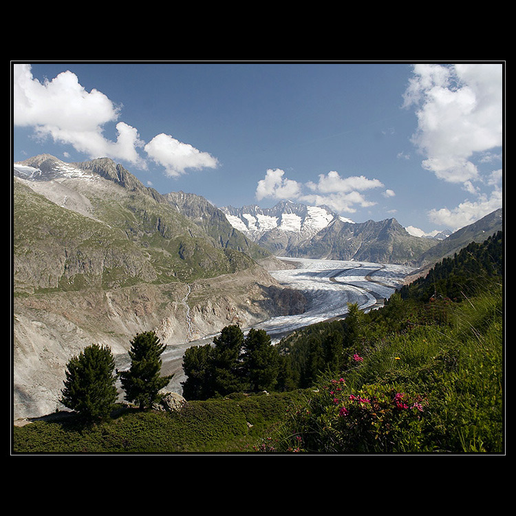 Ledovec Aletschgletscher