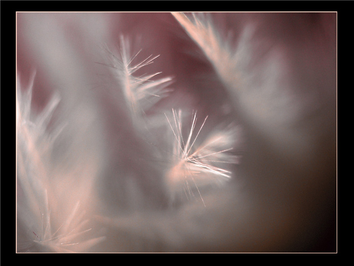 Dreaming