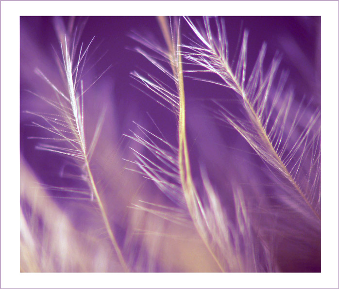 Dreaming IV.