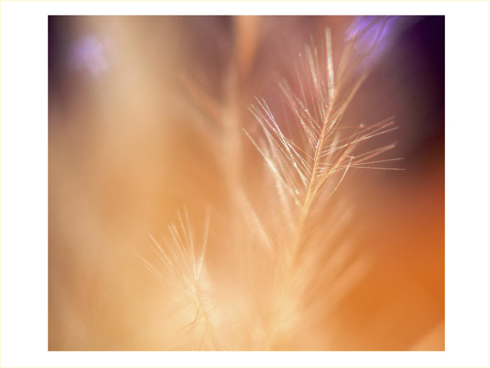 Dreaming V.