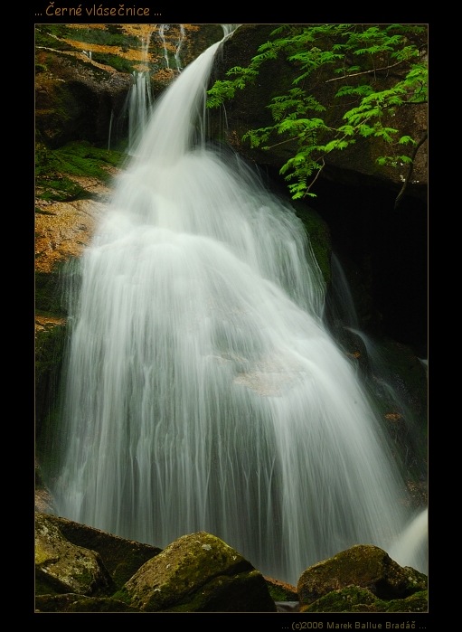 ... Černé vlásečnice ...