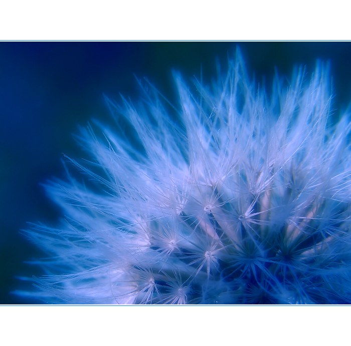 BlueDream