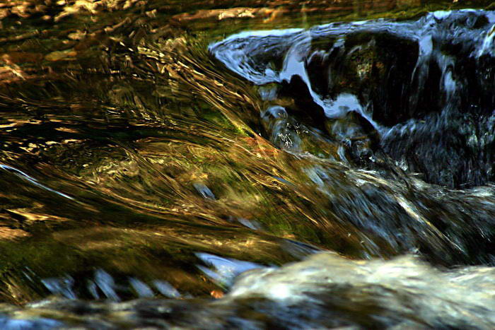 Velký modrý kocour brodící se zlatem