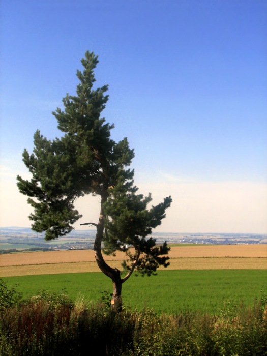  borovička