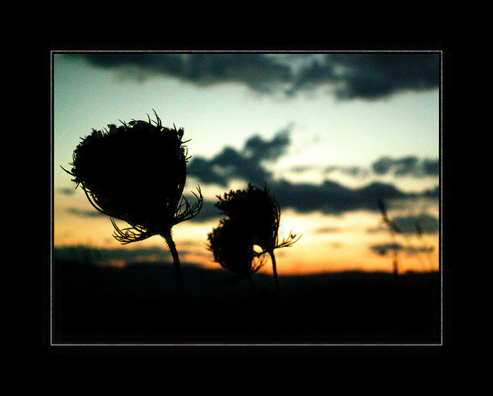 .. in the wind II. ..