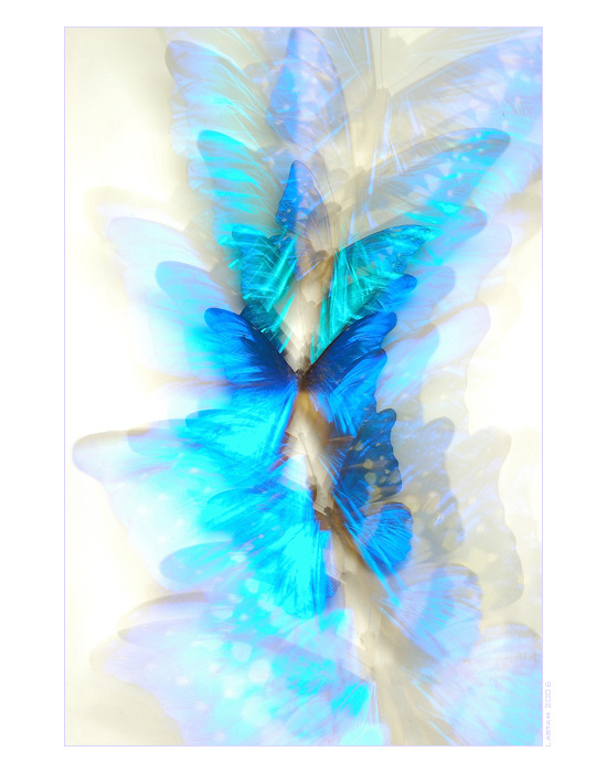 Electric blue morphos