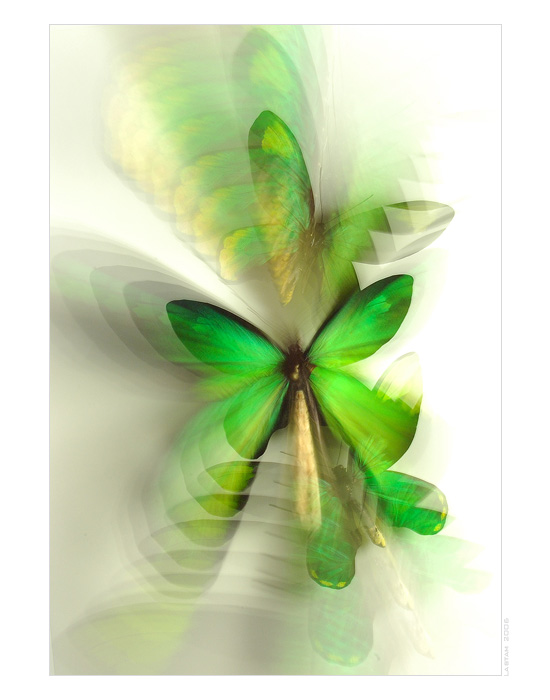 Queen Victoria´s birdwings III