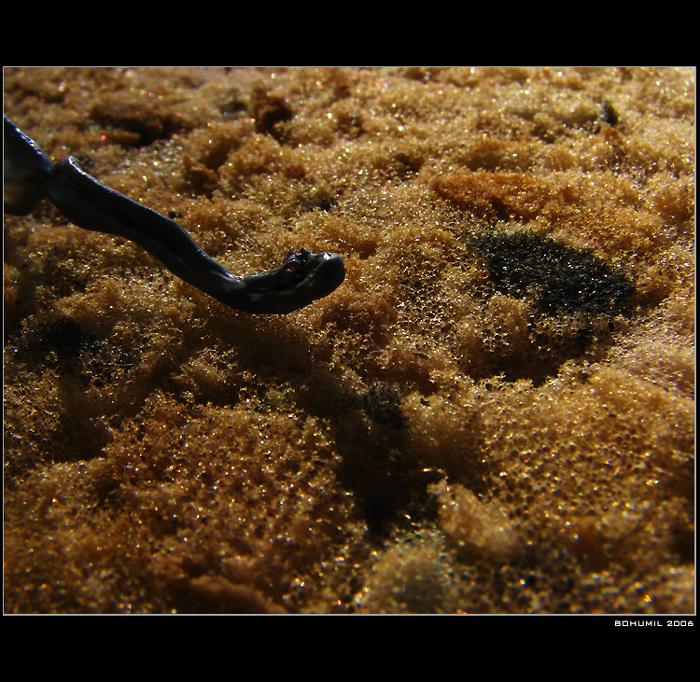 Koralovec čierny, alebo čítaj poznámky do konca, lebo sa nedozvieš, čo sa tam stalo...