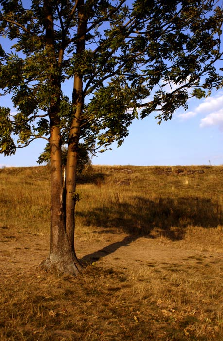strom na kopci