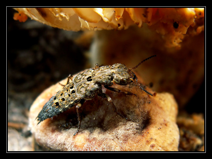 Drabčík - muchobijec